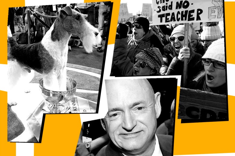 Wire fox terrier, teachers striking, and Mark Kelly.